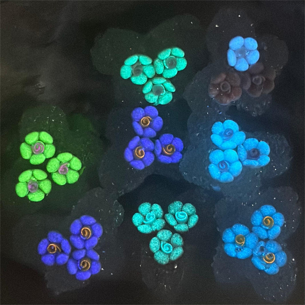 Butterfly Shape Sugar Beads with Luminous Small Flowers, Random Mix Color, 31mm by 23mm