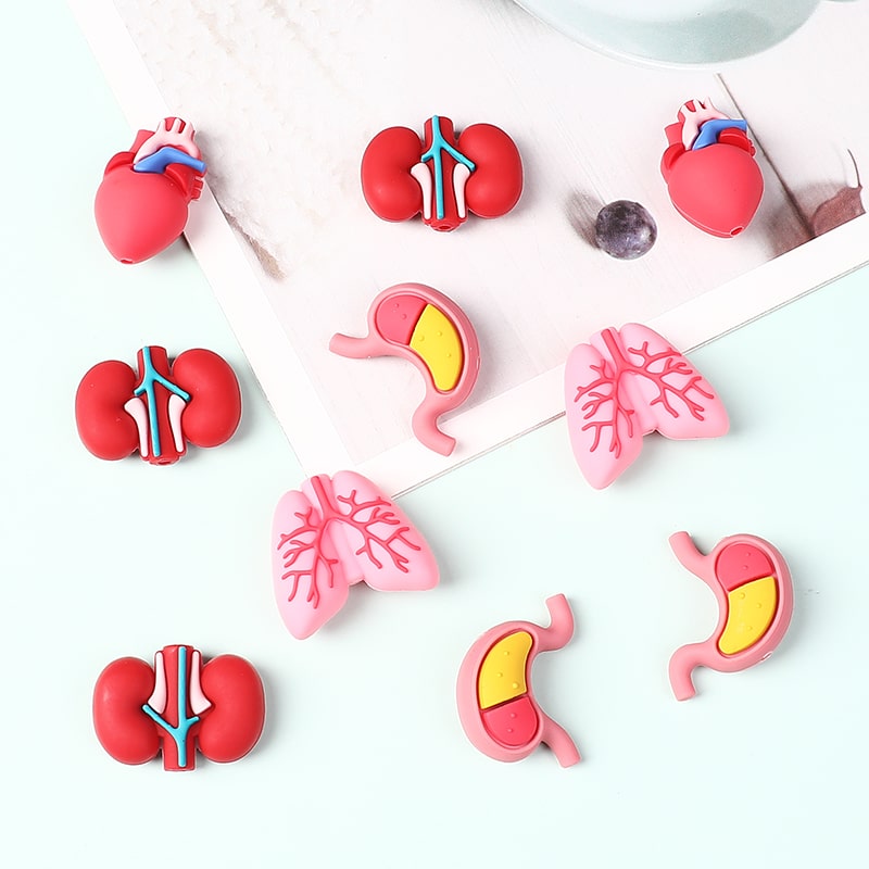 Set of colorful anatomical models of organs on a white background

