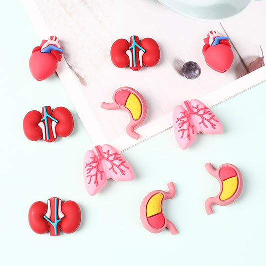 Set of colorful anatomical models of organs on a white background

